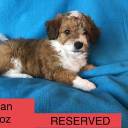 Aussiedoodle, Colorado Mountain Dog, and Corgipoo Puppies from Stone Table Ranch/STR Just Doodle It