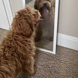 Goldendoodle and Labrador Retriever Puppies from BV Labs & Doodles