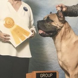 Cane Corso from Haven Hill Corso