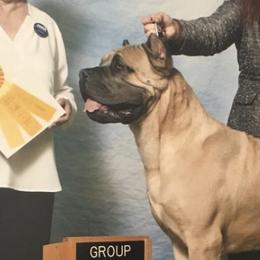 Cane Corso from Haven Hill Corso