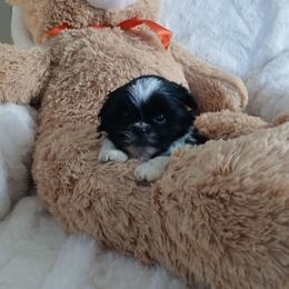 Tristen - Black and white male Shih Tzu puppy in Brodnax, Virginia from KBs Shih Tzu Babies