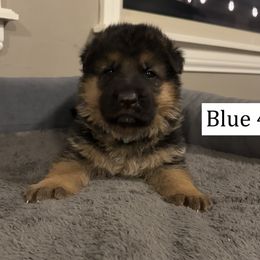 Blue - Black and red male German Shepherd puppy in Killen, Alabama from Banffy Haus German Shepherds