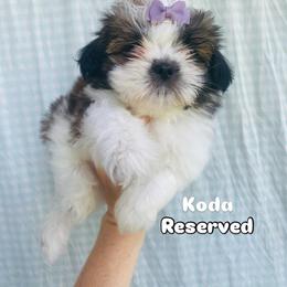 Shih Tzu Puppies from Tiny Bubbles Shih Tzus