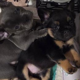 Minnie - Black and tan female French Bulldog puppy in Windsor, Colorado from NOCO French Bulldogs