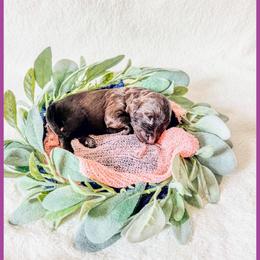 Ruby - Brown female Bernedoodle puppy in Lake City, Florida from 224 Doodles and Poodles