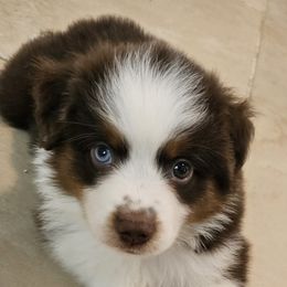 This is Spot.  one spot on his head, one on his belly  one blue eye - Red tri-color male Miniature American Shepherd puppy in Hume, Virginia from Shadow Fox Farm