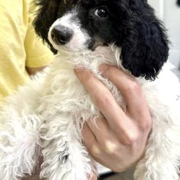 Arrow - Parti male Poodle puppy in Stanley, Wisconsin from McJare's Puppy Palace