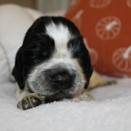 Cypress - Black and white female English Springer Spaniel puppy in Lexington, South Carolina from House Tiner Springers