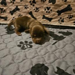 Boy 3 - Chocolate and tan male Dachshund puppy in New Castle, Colorado from Shaffers low riding weiners