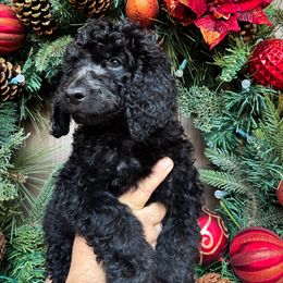 Midnight (green collar) - Goldendoodle puppy from M & L Doodles, LLC
