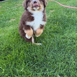 Buddy - Red tri-color male Miniature American Shepherd puppy in Spanaway, Washington from Meadow Run Mini American Shepherds