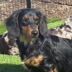 Teeter - Dachshund