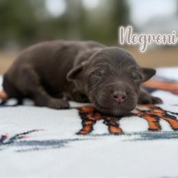 Negroni - Tri-color male Bernedoodle puppy in Youngstown, Florida from Wonderland’s Boujie Kennels