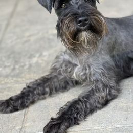 Momio - Miniature Schnauzer