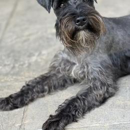 Momio - Miniature Schnauzer