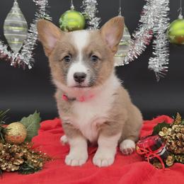 Karen - Sable female Pembroke Welsh Corgi puppy in Dickeyville, Wisconsin from J&R Shepherds & Corgis