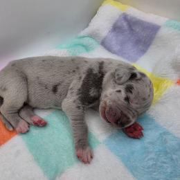Zeus - Merle male Great Dane puppy in Kannapolis, North Carolina from Carolina Great Danes & Toy Poodles