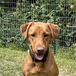 Ziva - Labrador Retriever