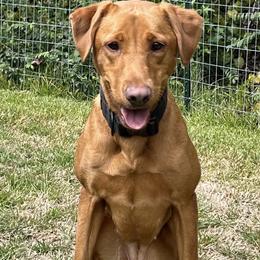 Ziva - Labrador Retriever