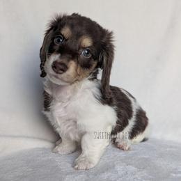 Girl 1 - Piebald female Dachshund puppy in San Diego, California from Sweetheart Doxies LLC