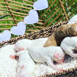 Aussiedoodles, Bernedoodles, Cockapoos, and Goldendoodles from Jackson County Doodles