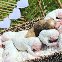 Aussiedoodles, Bernedoodles, Cockapoos, and Goldendoodles from Jackson County Doodles