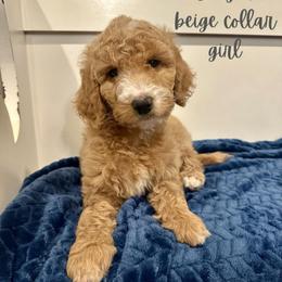 Ginger - Apricot female Goldendoodle puppy in Taylorsville, North Carolina from Doggone Dixie Doodles