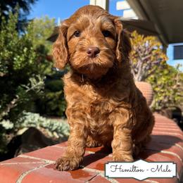Hamilton - Caramel red male Australian Labradoodle puppy in Citrus Heights, California from Elite Blend Labradoodles