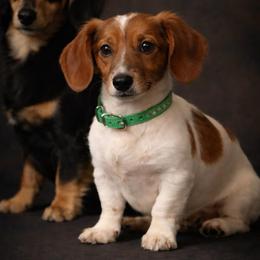 Rusty - Piebald male Dachshund puppy in Winter Haven, Florida from Davidson's Dachshunds