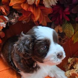Karl - Liver male Miniature Schnauzer puppy in Hertford, North Carolina from Little Bug Schnauzers