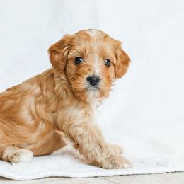 Millie - Red female Cavapoo puppy in Atglen, Pennsylvania from Smokey Hollow Puppies
