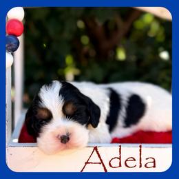 Adela - Black and white female Cocker Spaniel puppy in Clinton, Oklahoma from Enchanted Spaniels