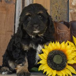 Female 1 of 2 - Phantom female Goldendoodle puppy in Macedon, New York from Toodles Goldendoodles