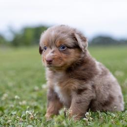 Marie - Red merle female Miniature Australian Shepherd puppy in Yantis, Texas from Marie Mini Aussies