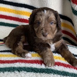 Aussiedoodle and Australian Shepherd Puppies from Homestead Aussies & Doodles