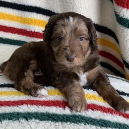 Aussiedoodle and Australian Shepherd Puppies from Homestead Aussies & Doodles