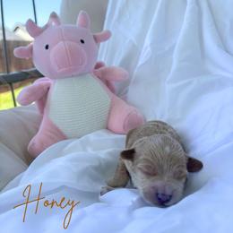 Honey - Red female Maltipoo puppy in Vancouver, Washington from Pnwfamilydoodles