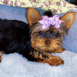 Yorkshire Terriers from Family Legacy Yorkies