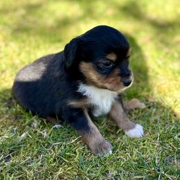 Valentina - Black tri-color female Aussiedoodle puppy in Grants Pass, Oregon from Woodwind Miniatures