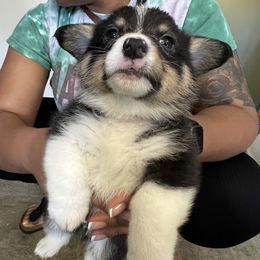 Girl 4 - Pembroke Welsh Corgi puppy in San Diego, California from Peaches Pad