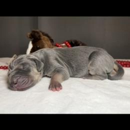 Girl 2 - Blue female Great Dane puppy in Weatherford, Texas from Oak Bend Danes