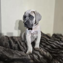 Cane Corso Puppies from BOUDICAS CANE CORSO