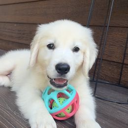 Teddy - Light golden male Golden Retriever puppy in Marshfield, Missouri from Charm Puppies