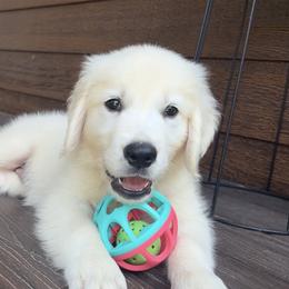 Teddy - Light golden male Golden Retriever puppy in Marshfield, Missouri from Charm Puppies