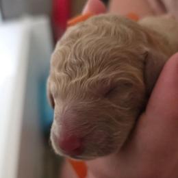 Pumpkin - Apricot male Double Doodle puppy in Oceanside, California from Strong Mountain Doodles