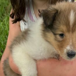Girl 1 Mia - Sable and white Collie puppy in Carencro, Louisiana from Cajun Bayou's Collies