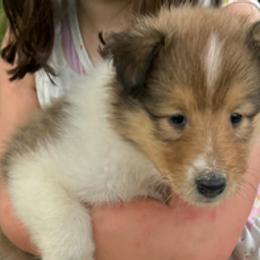Girl 1 Mia - Sable and white Collie puppy in Carencro, Louisiana from Cajun Bayou's Collies