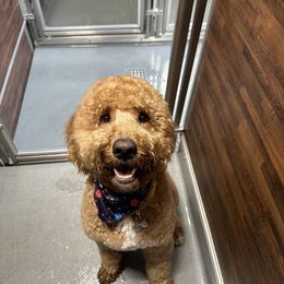 Bernedoodle and Goldendoodle All Grown Up from Country Hills Doodles