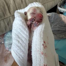 Girl 1 - White female Maltese puppy in Ephrata, Washington from Kallos kennels