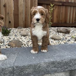 Australian Labradoodle and Goldendoodle Puppies from The Moon Doodles